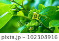 Rose flower 102308916