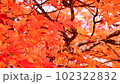 Bright autumn leaves 102322832