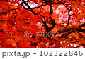 Autumn maple maple 102322846