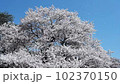 Cherry blossoms in full bloom with petals dancing in the blue sky 102370150
