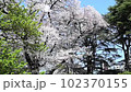 Cherry blossoms in full bloom with petals dancing in the blue sky 102370155