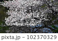 Cherry blossoms in full bloom reflected in the pond 102370329