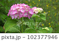 Hydrangea wet in the rain 102377946