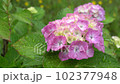 Hydrangea wet in the rain 102377948