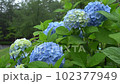 Hydrangea wet in the rain 102377949