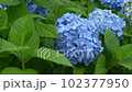 Hydrangea wet in the rain 102377950