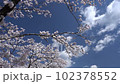 Take a walk while admiring the cherry blossoms in full bloom 102378552