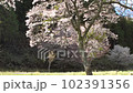 Cherry blossoms on the mountainside slowly falling 102391356