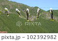 Ayu-nobori swimming under the blue sky in the mountains 102392982