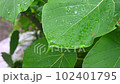 green leaves dripping with rain water 102401795