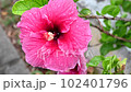 swaying hibiscus flower 102401796