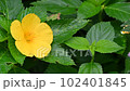 yellow flower wet with rain water 102401845