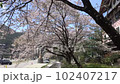 Taking a walk on the riverbed in a snowstorm of cherry blossoms 102407217