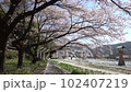 Taking a walk on the riverbed in a snowstorm of cherry blossoms 102407219