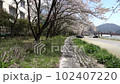 Taking a walk on the riverbed in a snowstorm of cherry blossoms 102407220