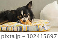 チワワ_犬_おもちゃで遊ぶ 102415697