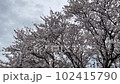 Falling cherry blossoms and cherry trees swaying in the wind 102415790