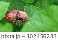 A snail crawling on a flower bud 102456283