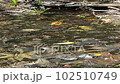 大量のおたまじゃくし 102510749