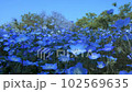 絶景の青　ネモフィラの花畑 102569635