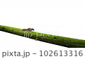 Squirrel running on the log isolated on white background 102613316