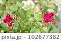 red rose flower and bud 102677382