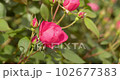 pink rose flower and bud 102677383