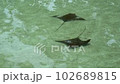 Baby Ray Bahamas 游泳隊 102689815