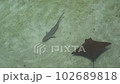 小鯊魚和鰩魚游泳 102689818
