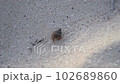 走在沙灘的寄居蟹 102689860
