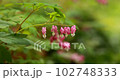 peony flower 102748333