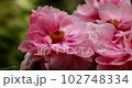peony flower 102748334