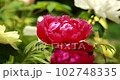 peony flower 102748335