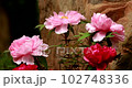 peony flower 102748336
