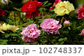peony flower 102748337