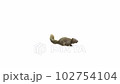 Squirrel with Fur running pass the Camera isolated on white Background with Alpha channel 102754104