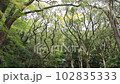 Forest 102835333