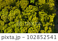 Fresh green mountain trees. 102852541
