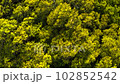 Fresh green mountain trees. 102852542