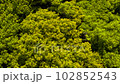 Fresh green mountain trees. 102852543
