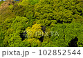 Fresh green mountain trees. 102852544