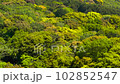 Fresh green mountain trees. 102852547