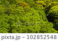 Fresh green mountain trees. 102852548
