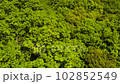 Fresh green mountain trees. 102852549