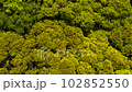 Fresh green mountain trees. 102852550