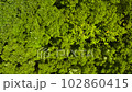 Fresh green trees on the mountain rustling in the wind. 102860415