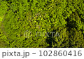 Fresh green trees on the mountain rustling in the wind. 102860416