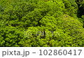 Fresh green trees on the mountain rustling in the wind. 102860417