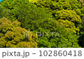 Fresh green trees on the mountain rustling in the wind. 102860418