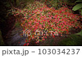 當秋葉閃耀 103034237